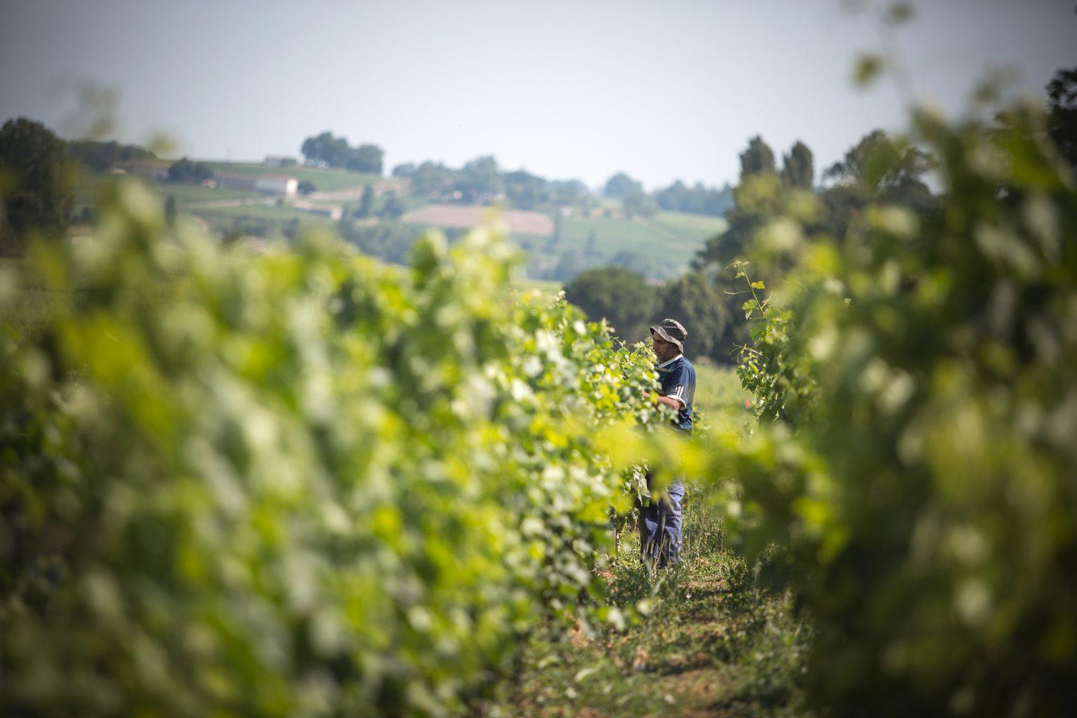 Un vin, une signature - Château Franc Mayne - Château Franc Mayne