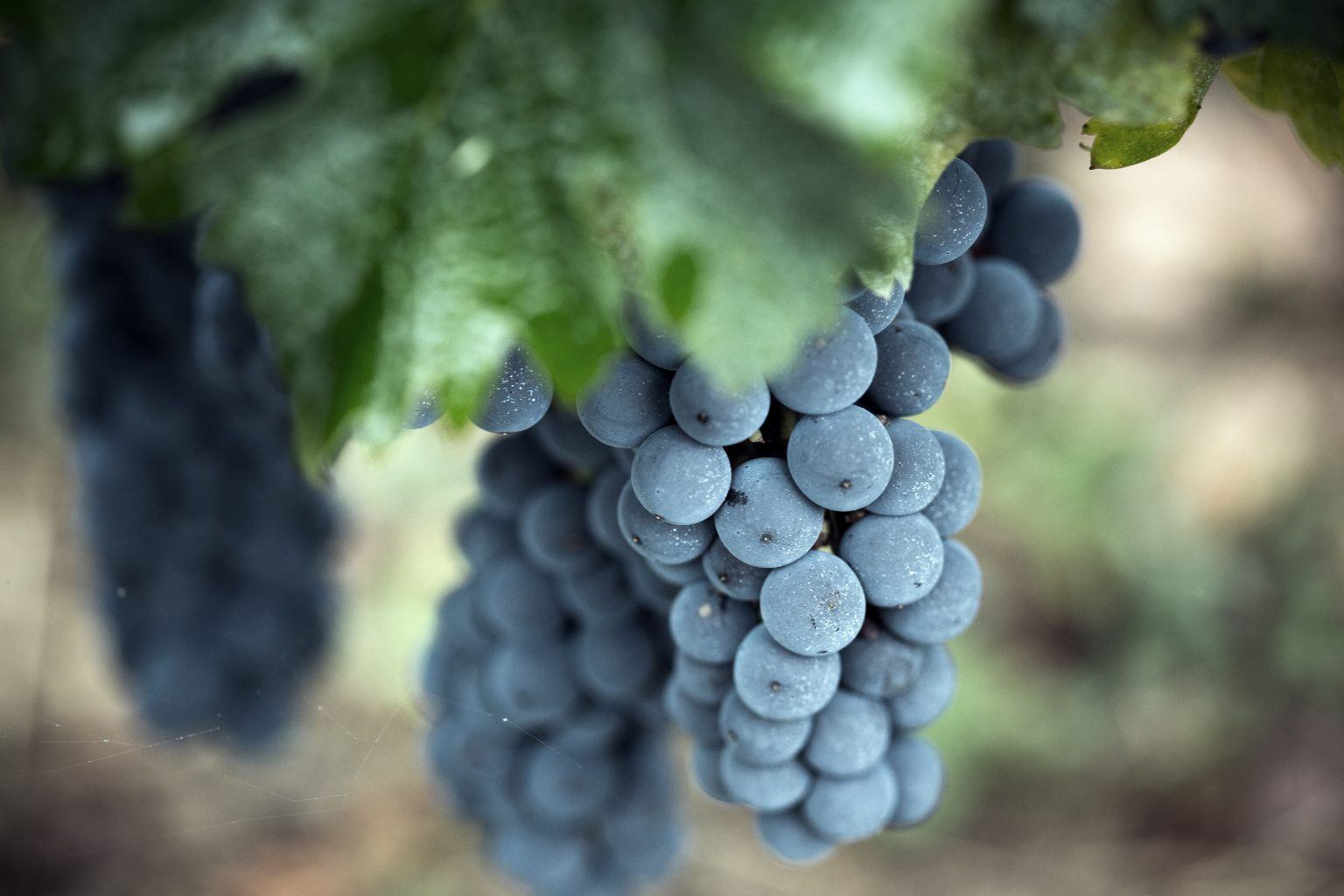 Un vin, une signature - Château Franc Mayne - Château Franc Mayne