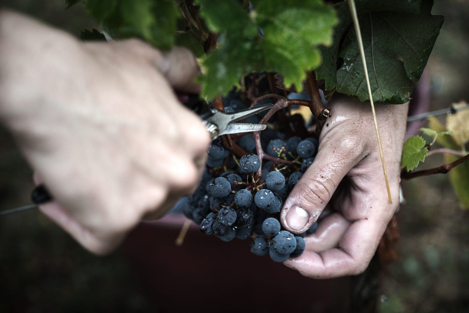 Un vin, une signature - Château Franc Mayne - Château Franc Mayne